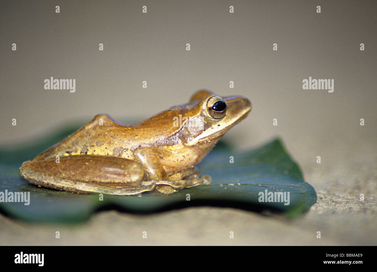 Common Tree frog (Polypedates maculatus) at Anshi Wild Life Sanctury, Karnataka, India. Stock Photo