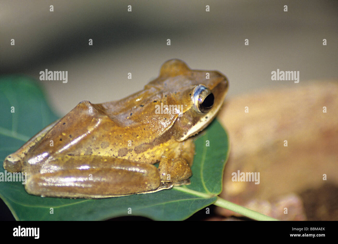 Common Tree frog (Polypedates maculatus) at Anshi Wild Life Sanctury