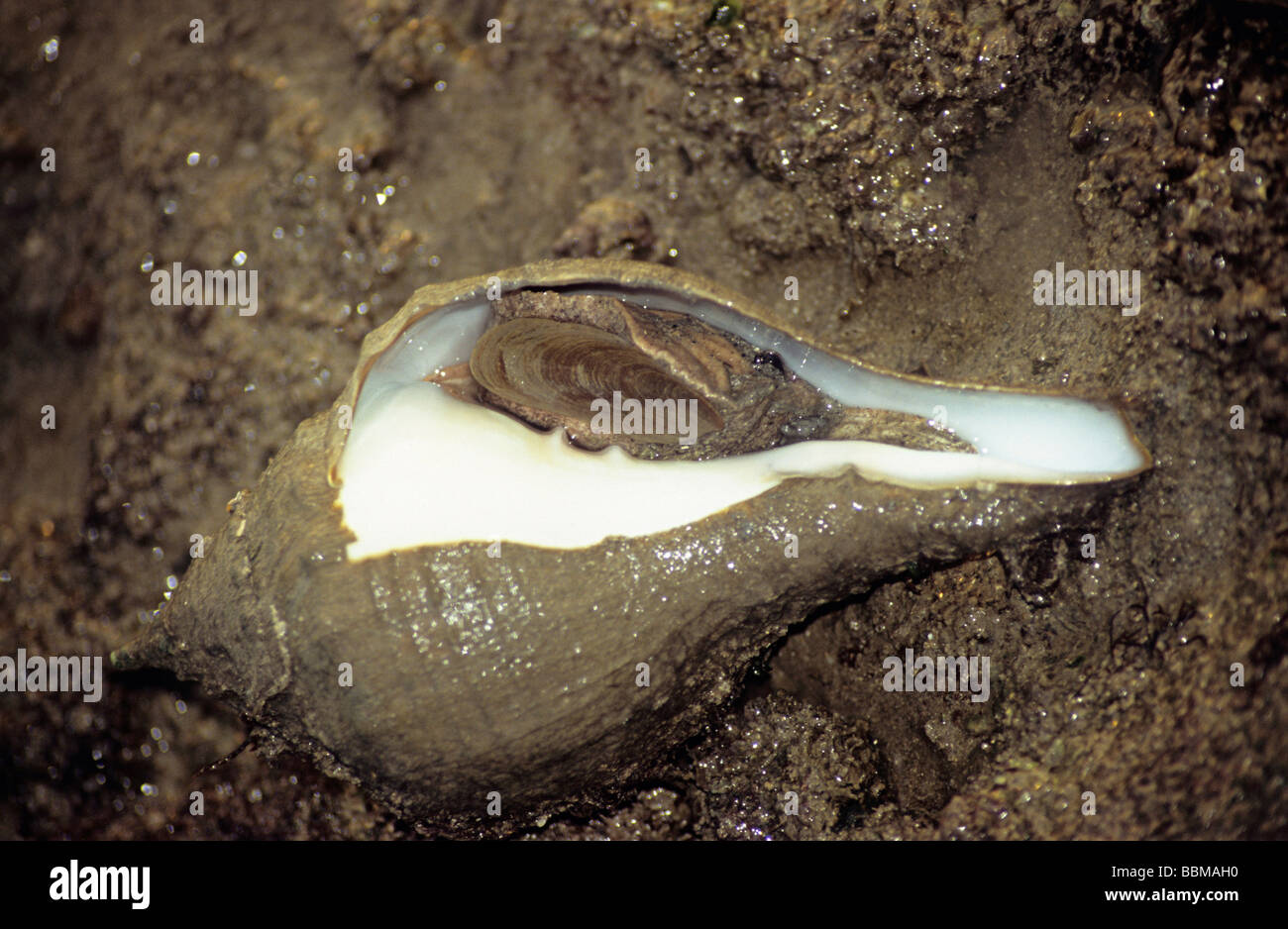 Common Chank shell (Xancus pyrum) at Narara Islands, Gujrat, India. Stock Photo