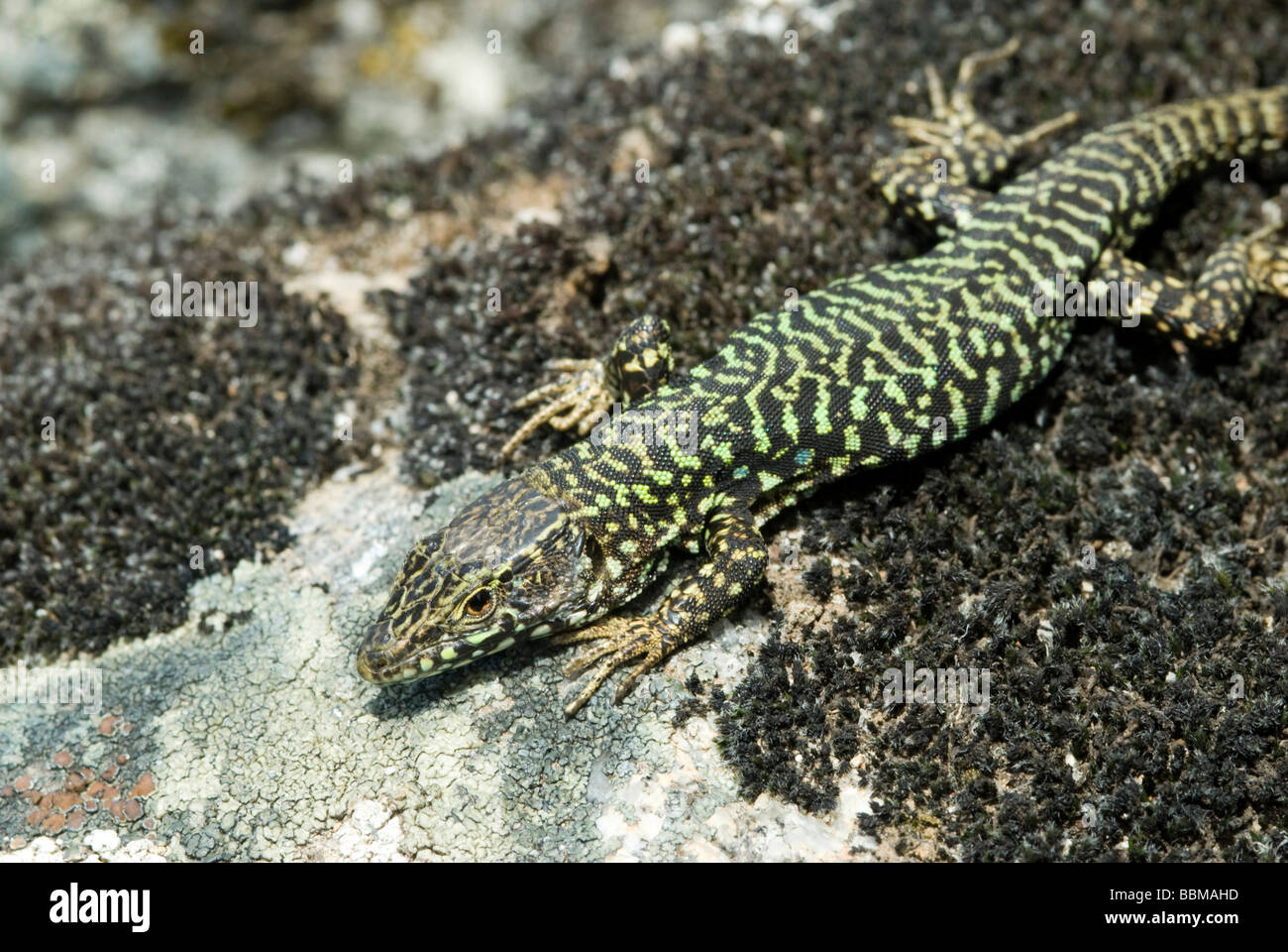Wall Lizard (Podarcis muralis), Marciana, Elba Island, Italy, Europe Stock Photo