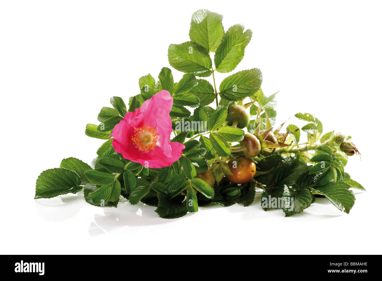 Dog Rose (Rosa canina Stock Photo - Alamy