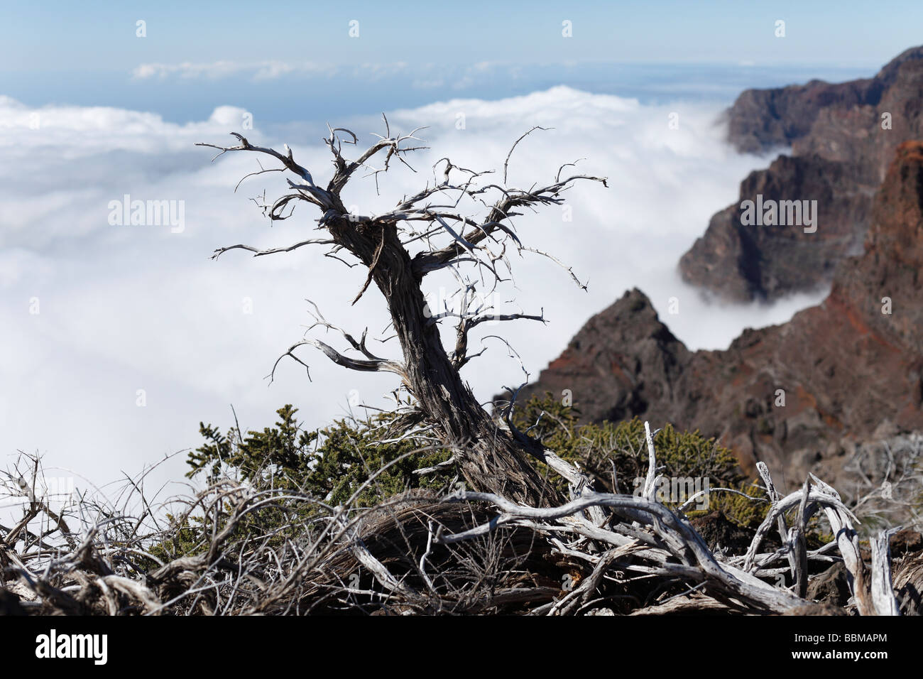 Deadwood, Caldera de Taburiente National Park, La Palma, Canary Islands, Spain Stock Photo