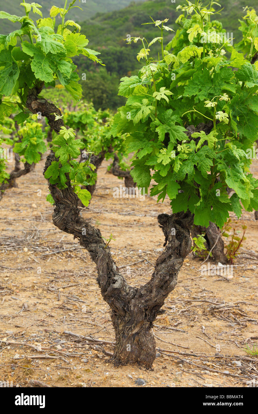Vine grape vine grapevine hires stock photography and images Alamy