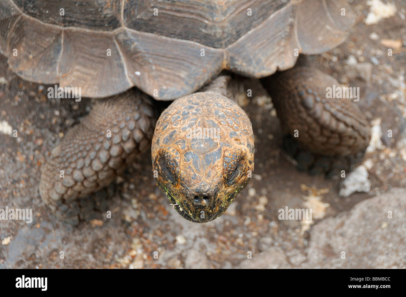 Lonesome George Galapagos High Resolution Stock Photography and Images ...