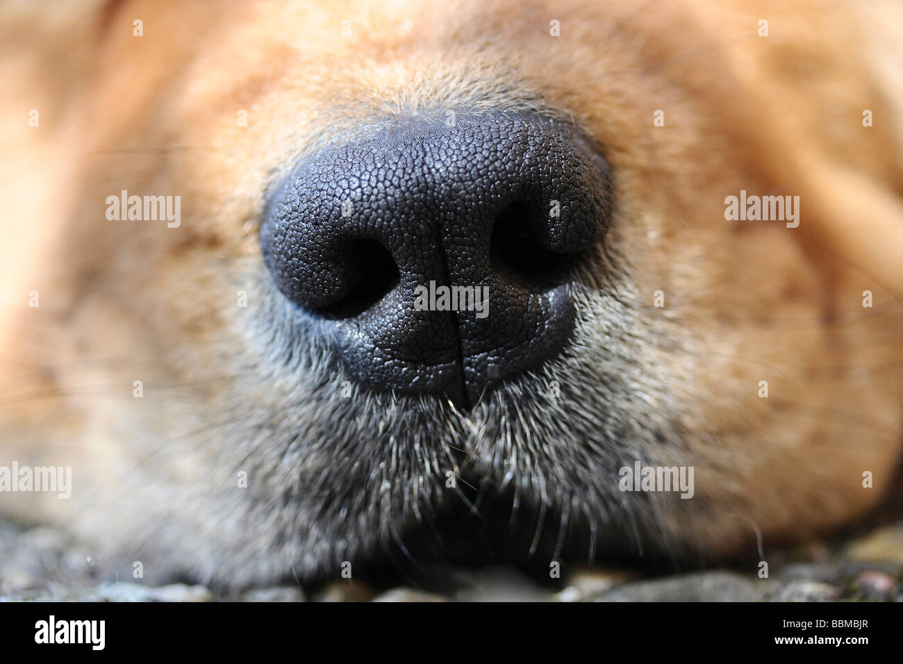 Dog muzzle of a Chow Chow Stock Photo Alamy