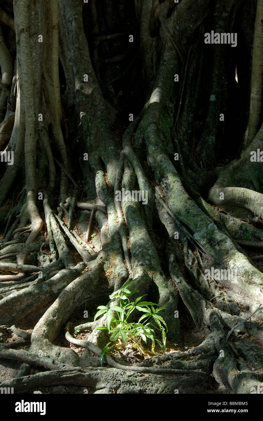 Huge branched tree trunk with aerial roots, small plant, Sacred Fig (Ficus religiosa), Talalla near Dondra, Indian Ocean, Ceylo Stock Photo
