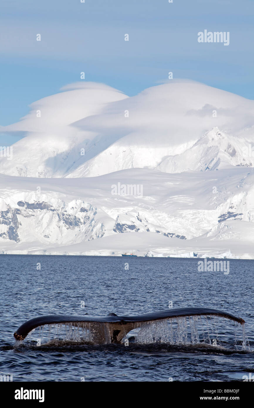 Antarctica, Antarctic Peninsula, close to Neko Harbour a Humpback Whales (Megaptera novaeangliae) shows it back and fluke. Stock Photo