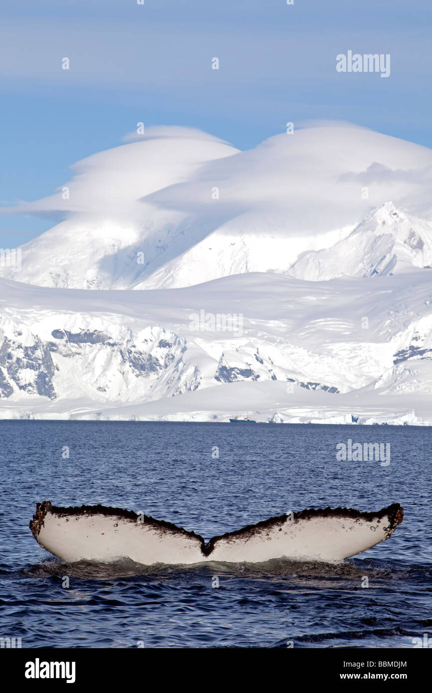 Antarctica, Antarctic Peninsula, close to Neko Harbour a Humpback Whales (Megaptera novaeangliae) shows it back and fluke. Stock Photo