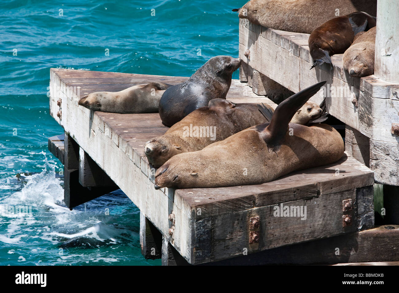 Australia, Victoria.   Seals basking at Chinaman  s Hat, off Portsea in Port Phillip Bay. Stock Photo
