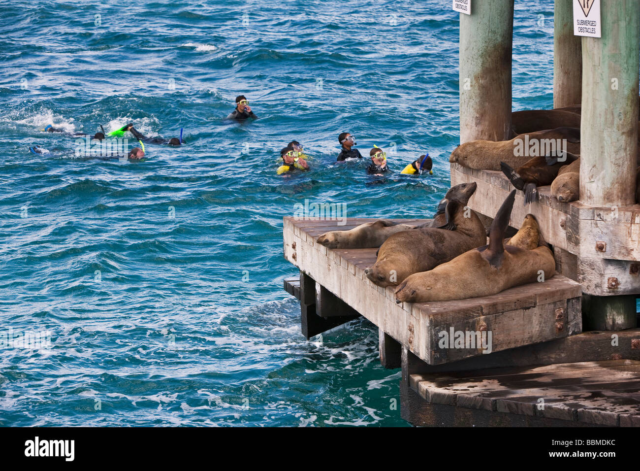 Australia, Victoria. Visitors snorkelling among seals basking at Chinaman's Hat, off Portsea in Port Phillip Bay. Stock Photo