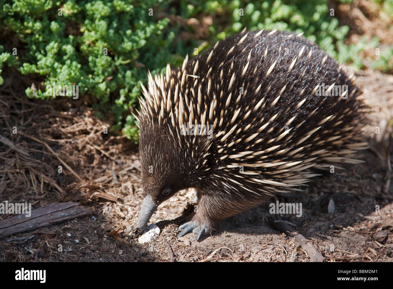 Australia, Victoria.  A short-nosed echidna or spiny anteater. Stock Photo