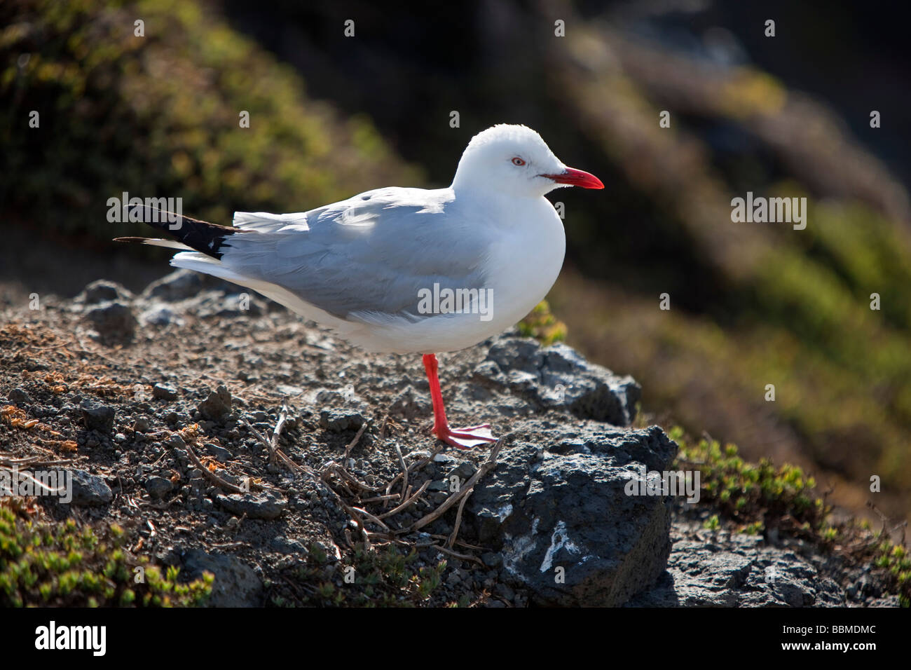 Australia, Victoria. A seagull on Phillip Island. Stock Photo