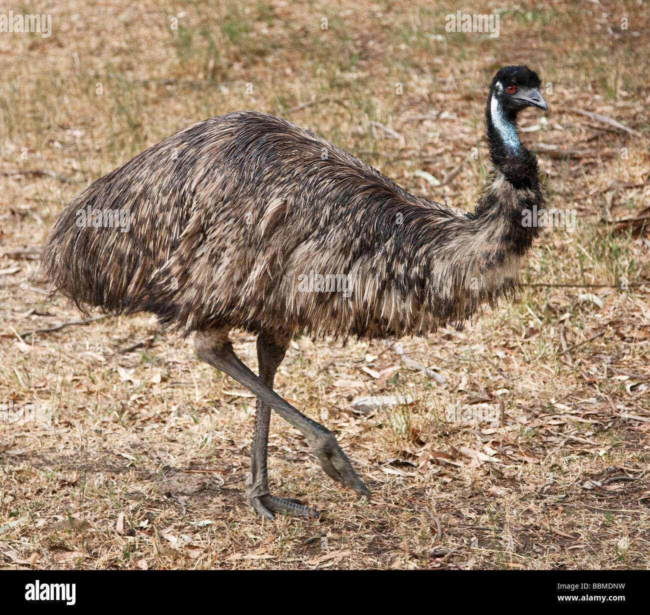 Austrailia, Victoria. A flightless emu, Australia  s largest bird. Stock Photo