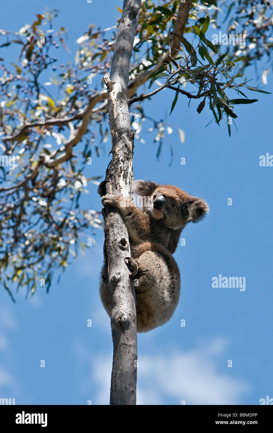 South australian koala hi-res stock photography and images - Alamy