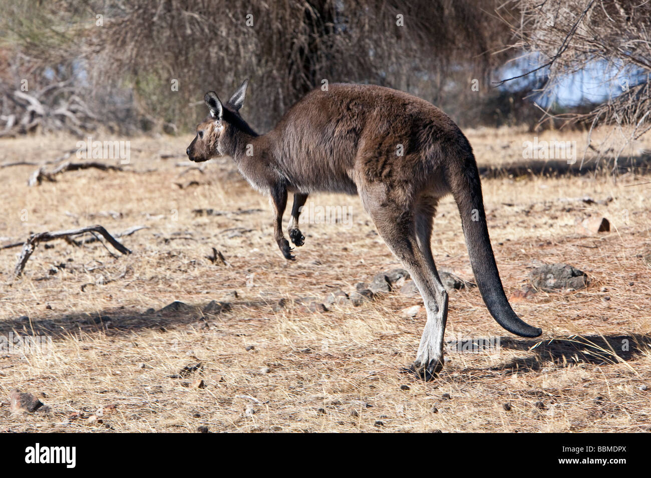 Australia, South Austrailia. A sub-species of Western Grey Kangaroo known as the Kangaroo Island Kangaroo. Stock Photo