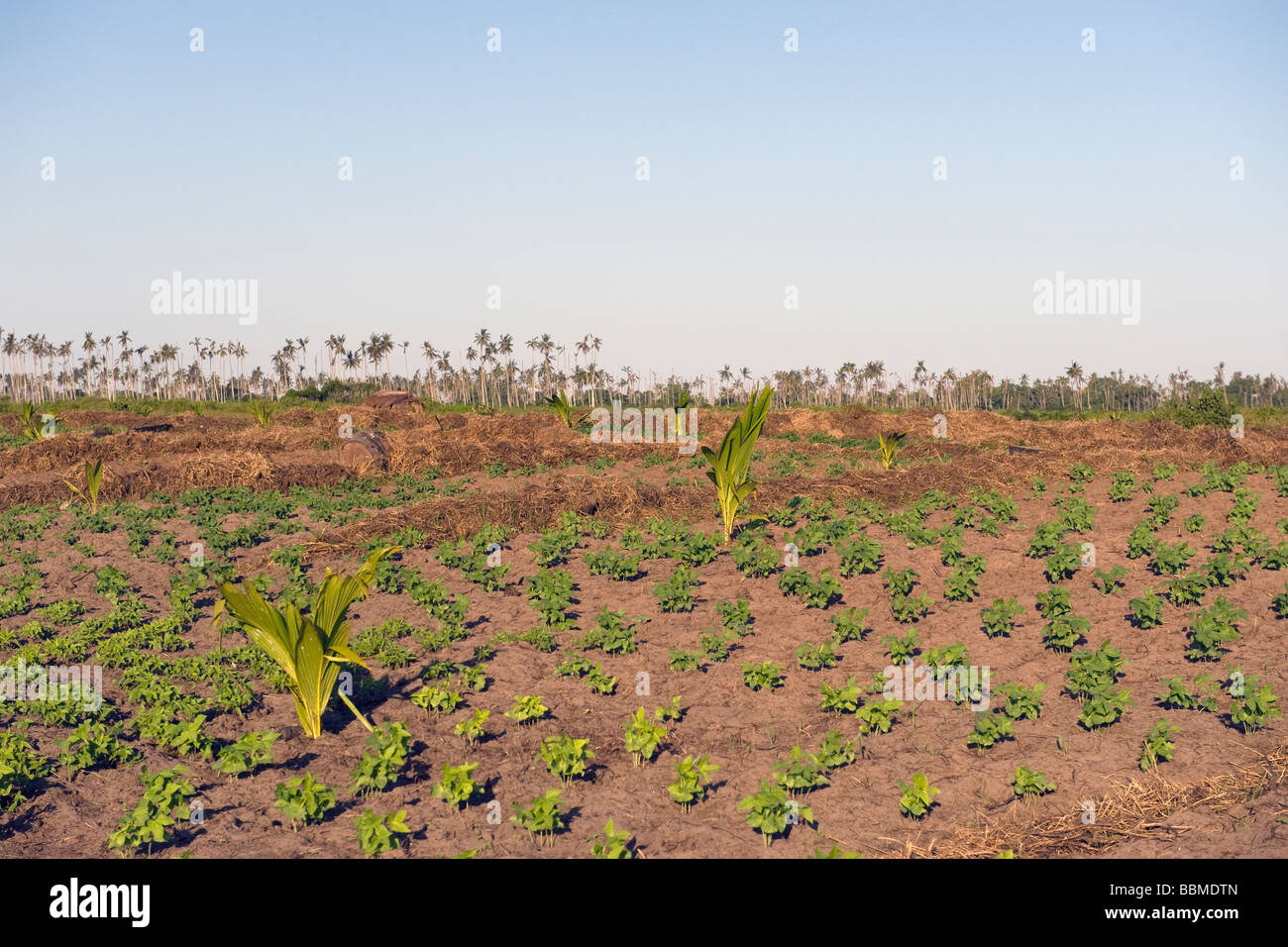 Intercropping hi-res stock photography and images - Alamy