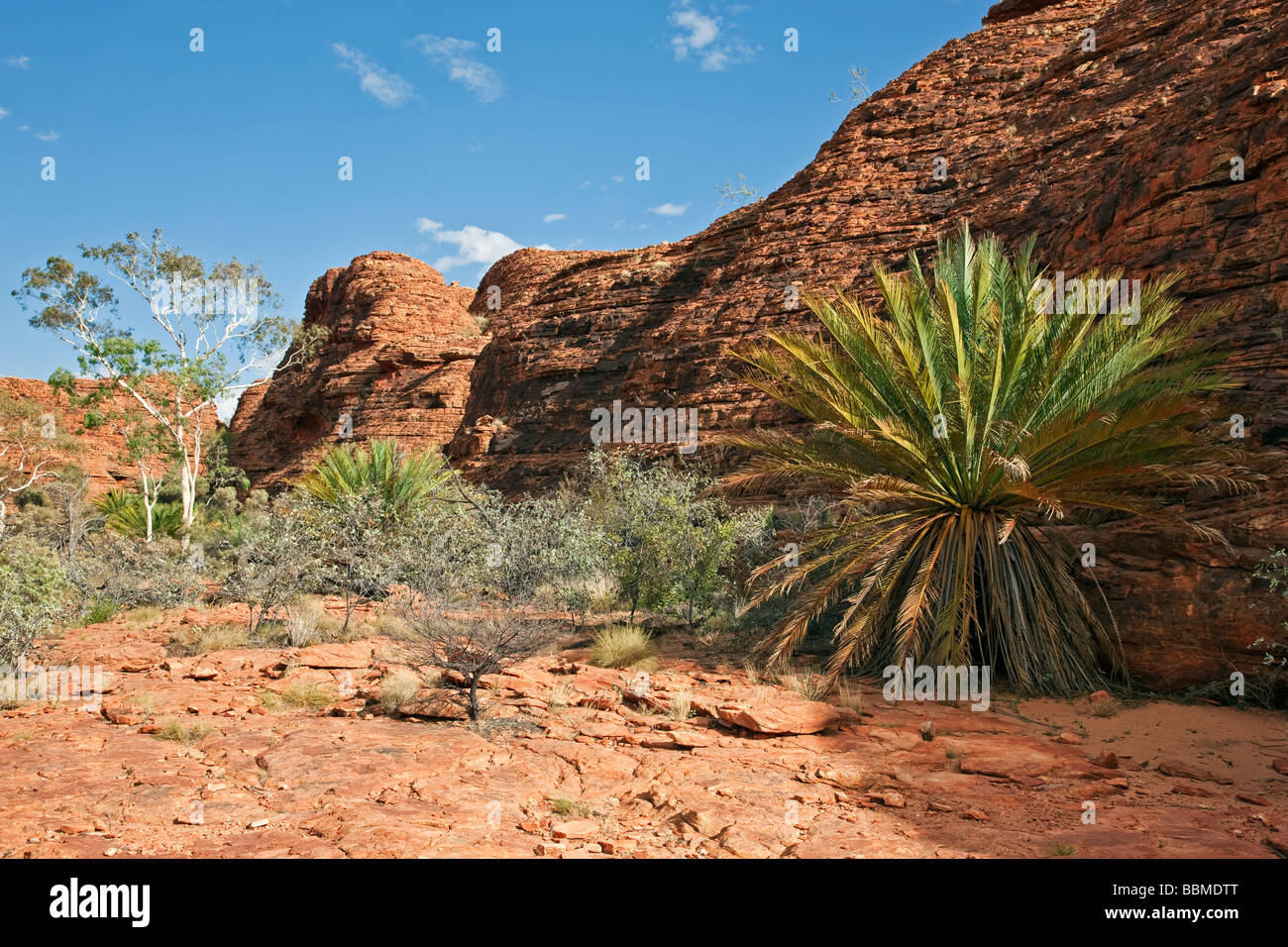 Australia, Northern Territory. Red rock formations and palms at Kings Canyon. Stock Photo