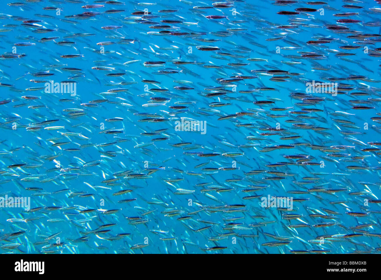 Austrailia, Queensland.  A shoal of small fishes at Agincourt Reef - part of the outer reef of the Great Barrier Reef. Stock Photo