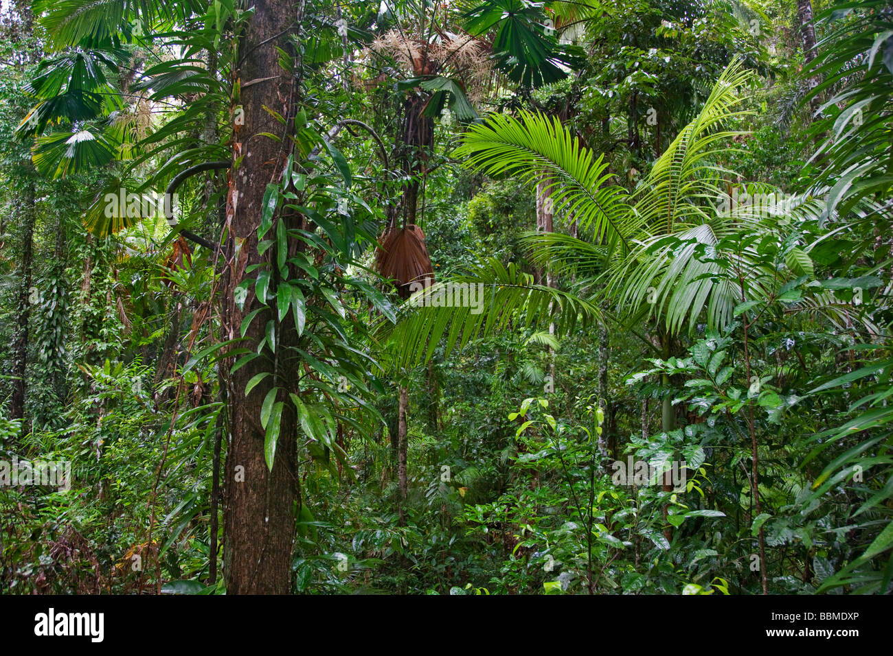 Australia, Queensland. The beautiful and very diverse Daintree ...