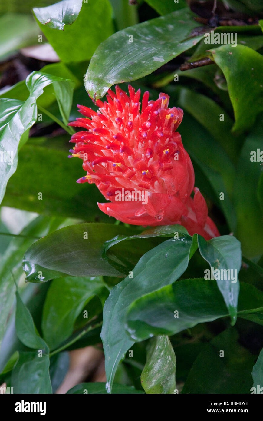 Australia, Queensland. A flowering bromeliad in the beautiful and very
