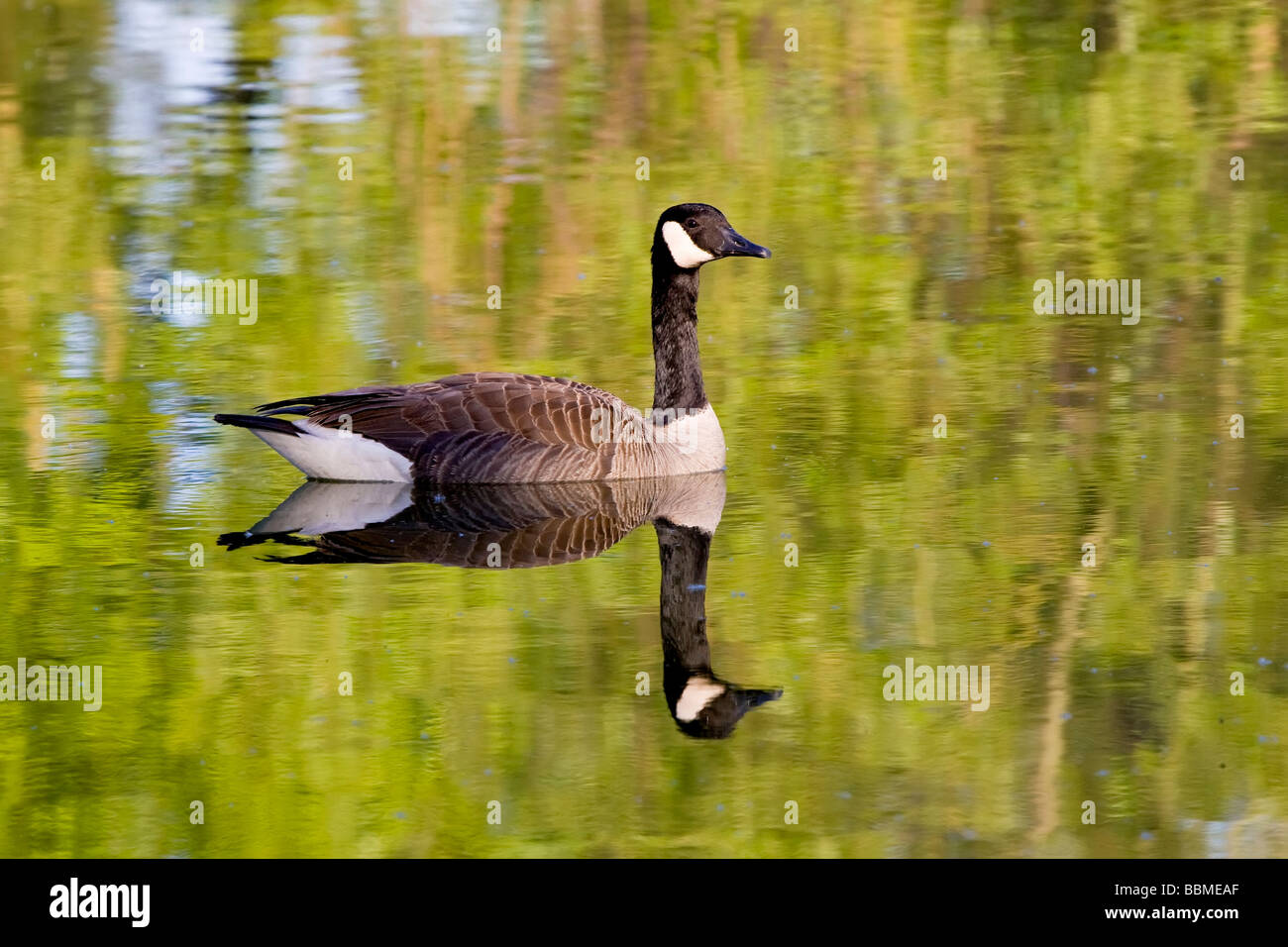 Canada geese colours hi res stock photography and images Alamy