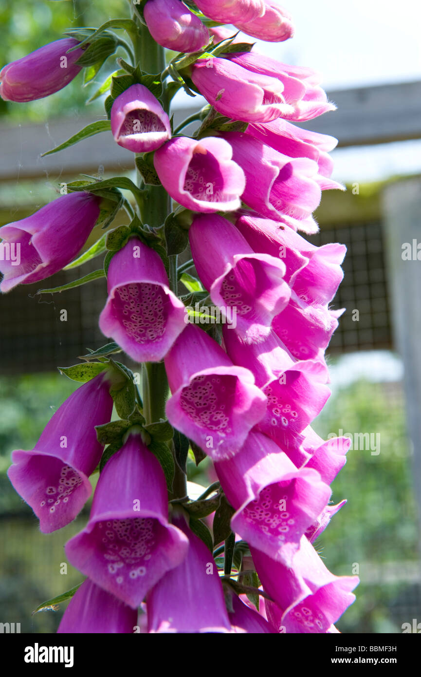Tubular Flowers Stock Photos & Tubular Flowers Stock Images Alamy