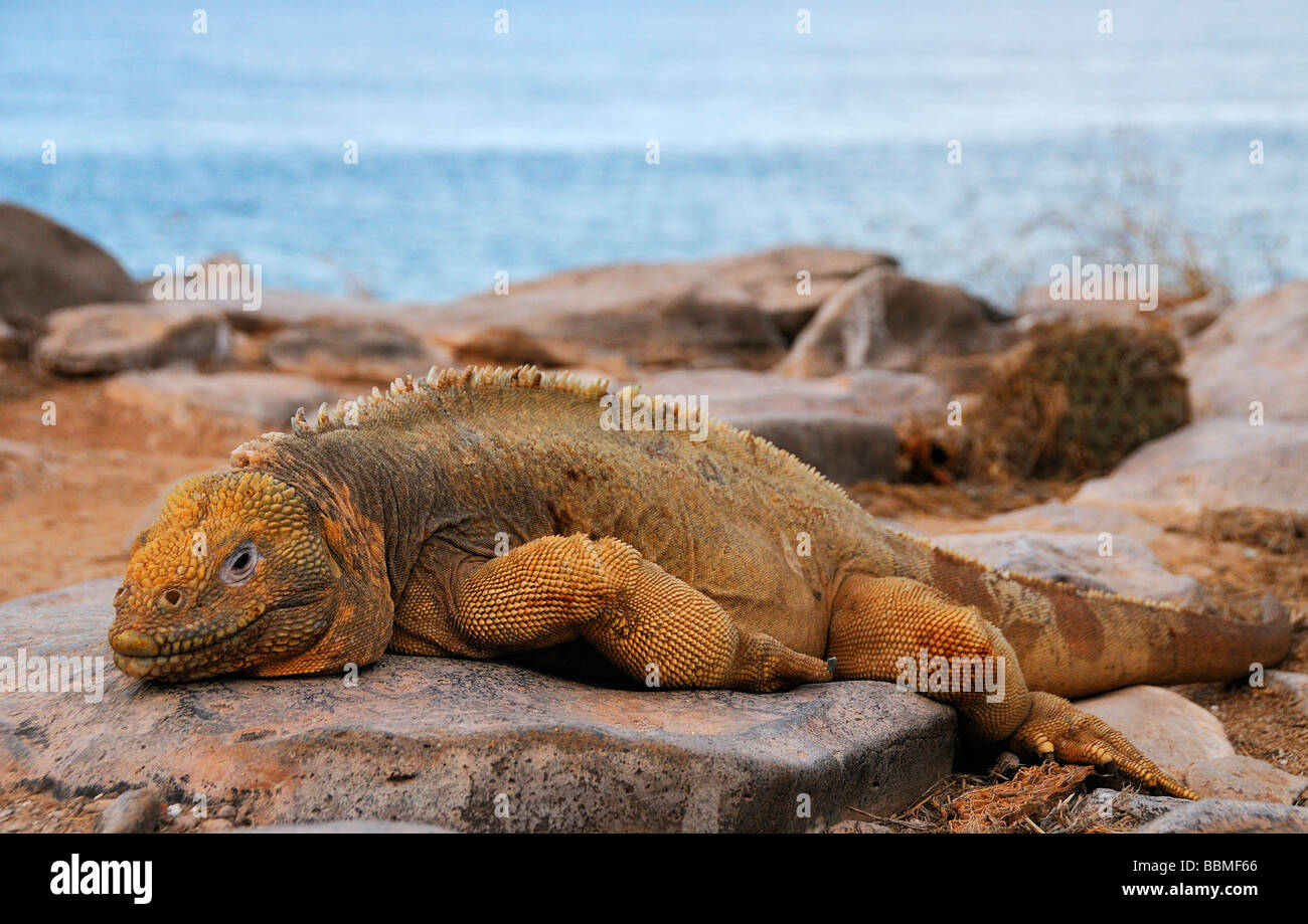 A Galapagos land iguana sunning itself Stock Photo