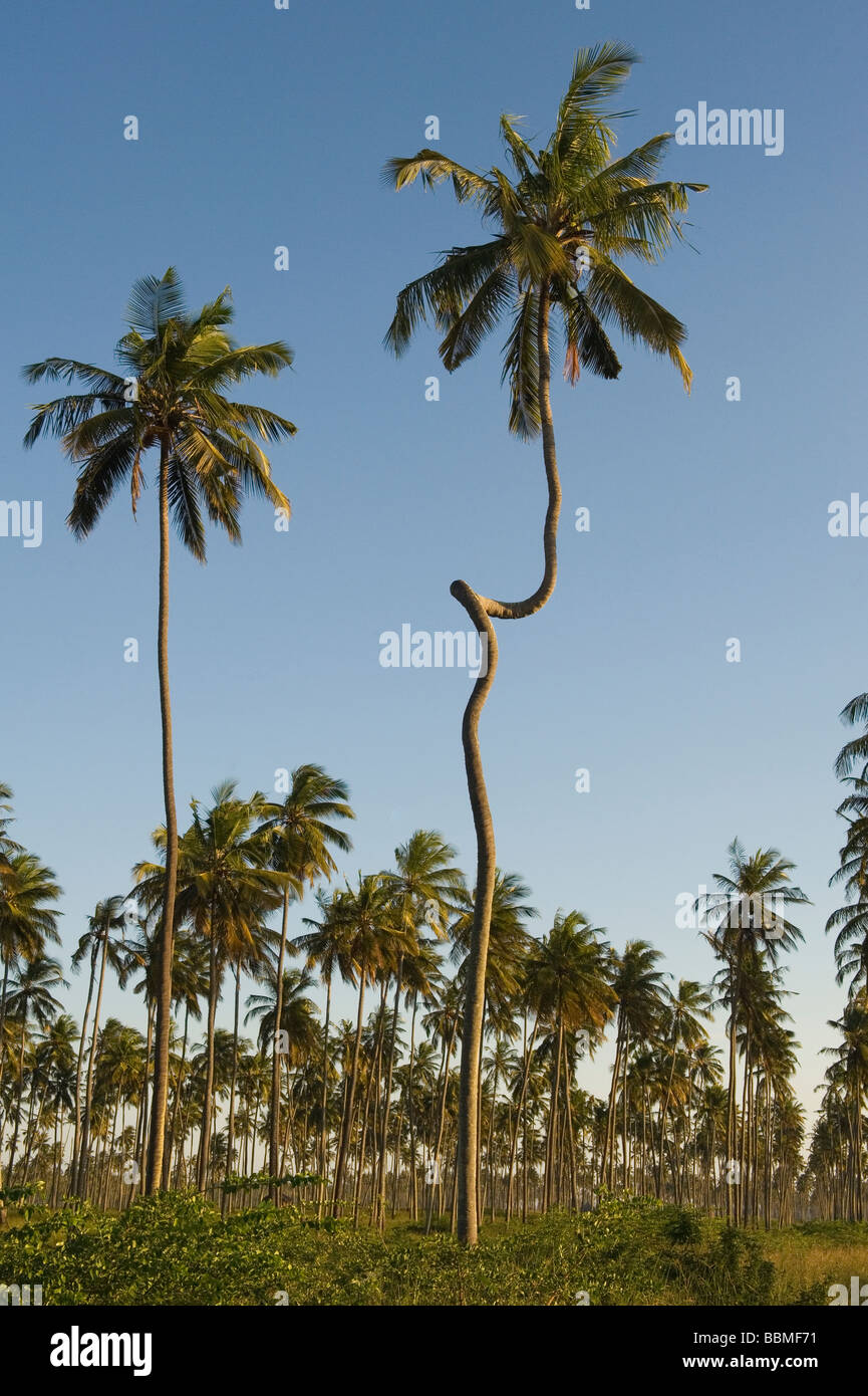 Twisted coconut palm Cocos nucifera Quelimane Mozambique Stock Photo