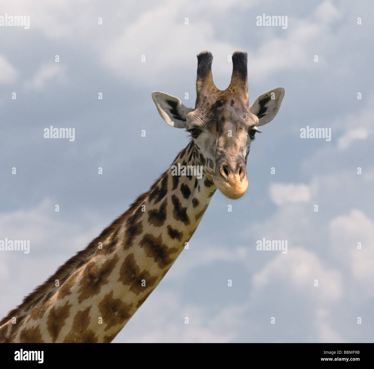 head of giraffe over blue sky Stock Photo