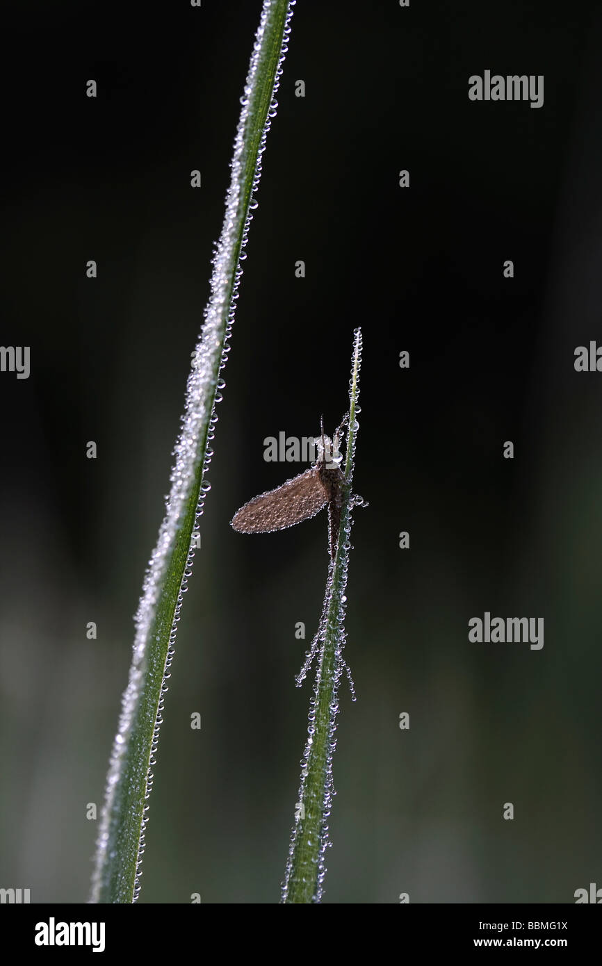 Insect in dew hi-res stock photography and images - Alamy