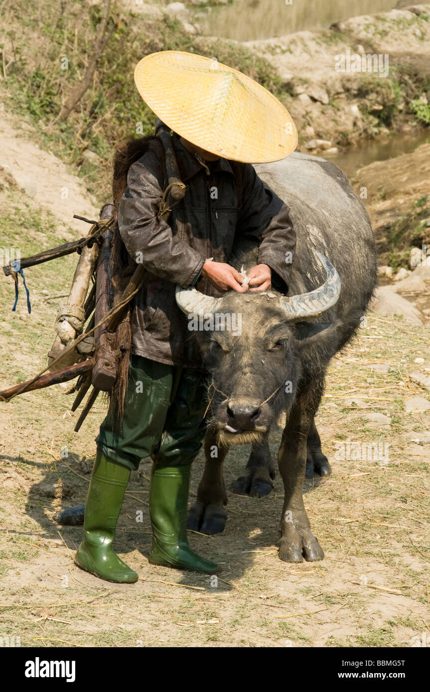 Hani farmer and his water buffalo in rural Yunnan China Stock Photo