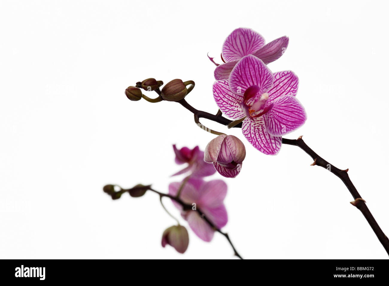 Moth Orchid (Phalaenopsis) Stock Photo