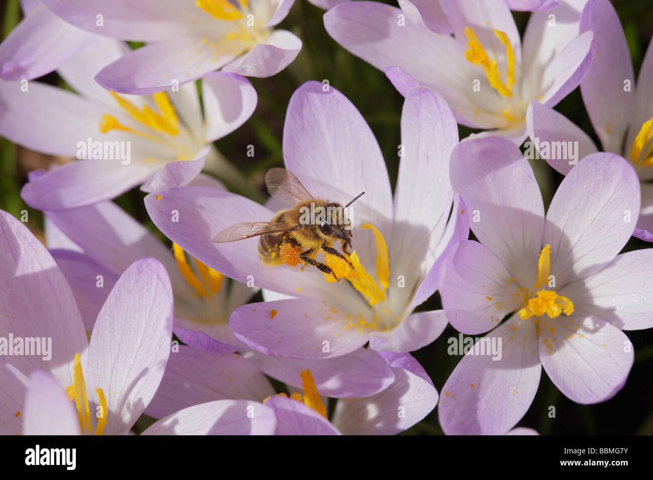 Spring Crocus (Crocus vernus), Bee (Apoidae) Stock Photo