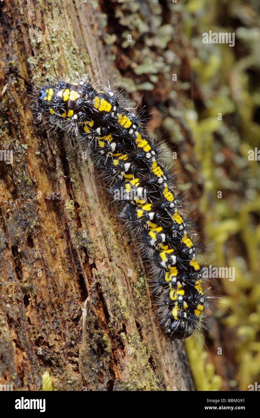 Caterpillar butterfly hires stock photography and images Alamy