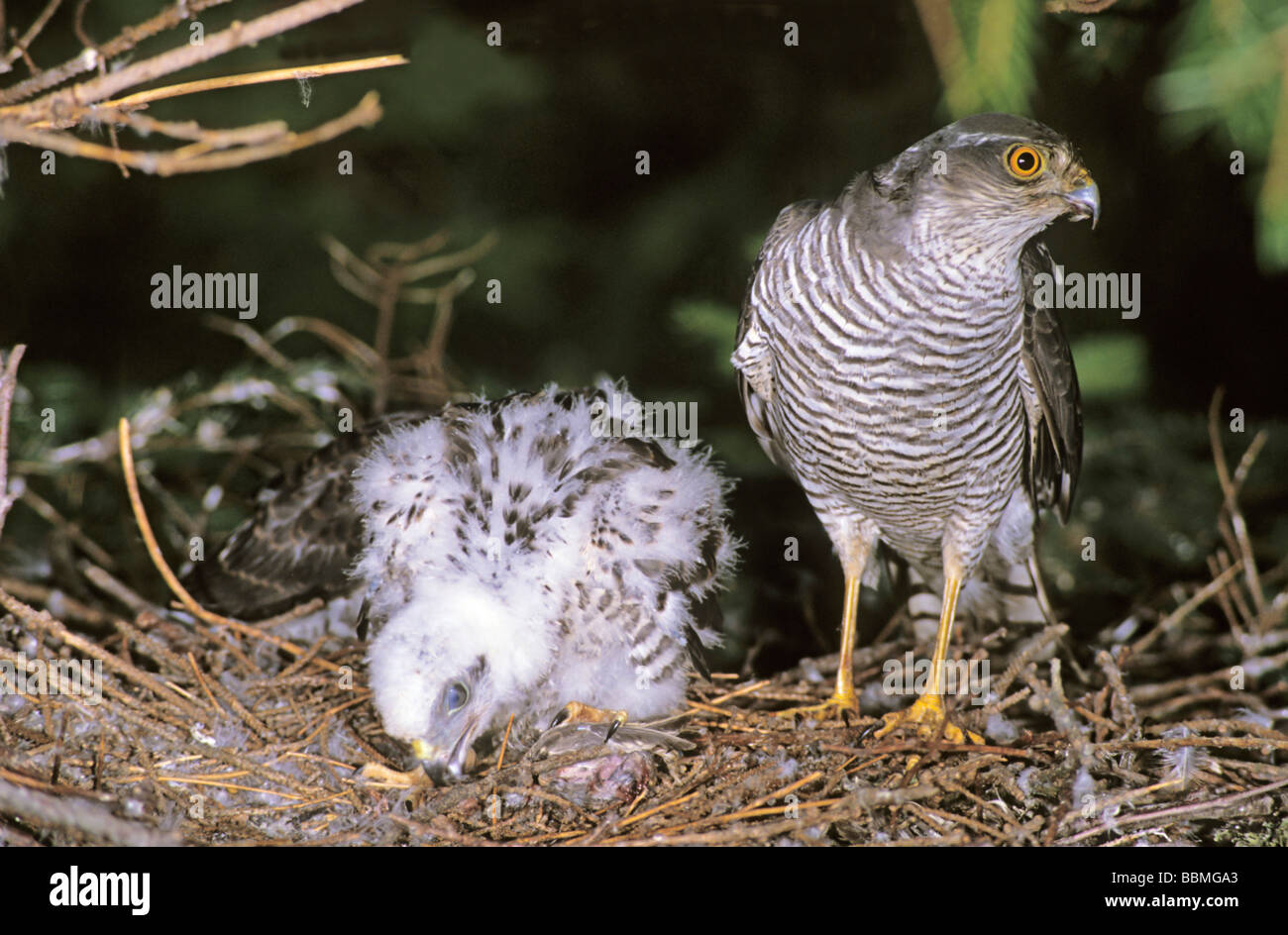 Sparrowhawk (Accipiter nisus) female with chicks at the aerie Stock Photo