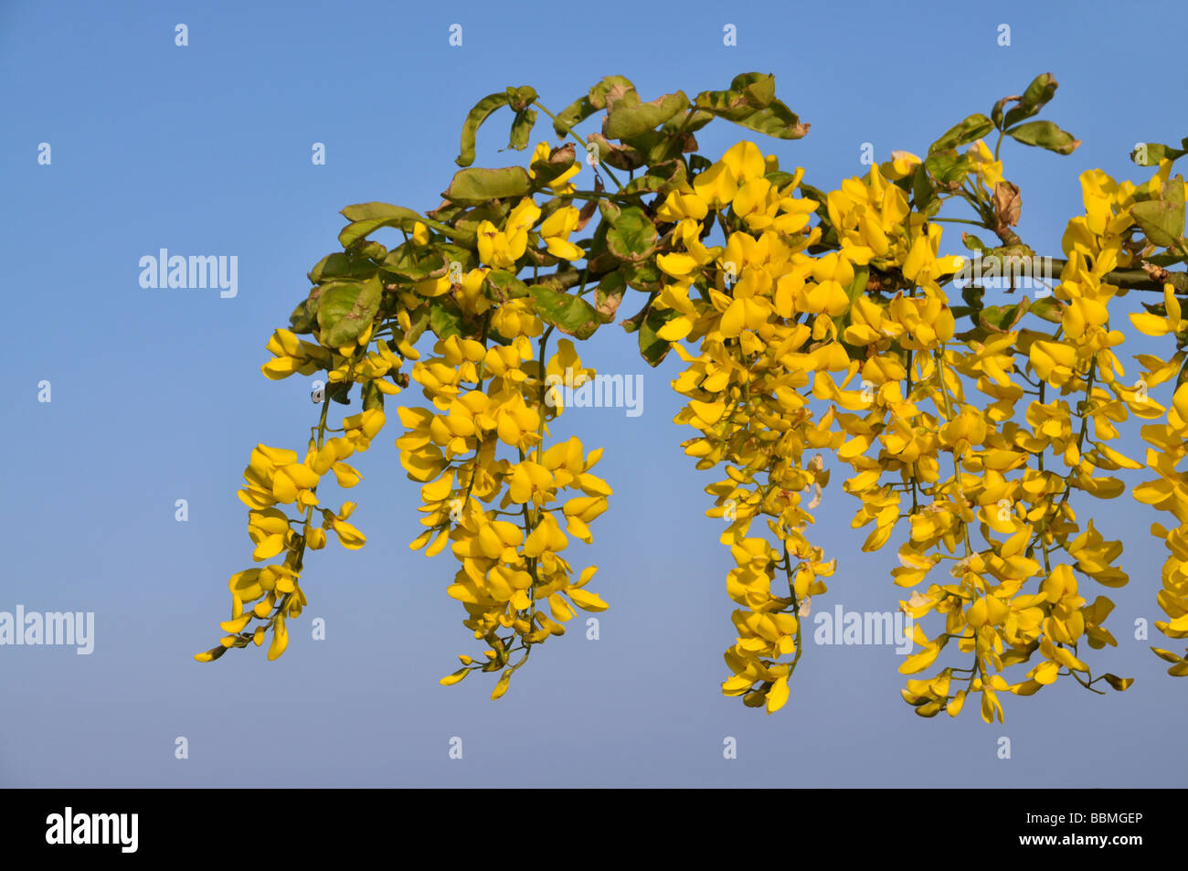 Detail of a flowering branch of a Laburnum tree. Stock Photo