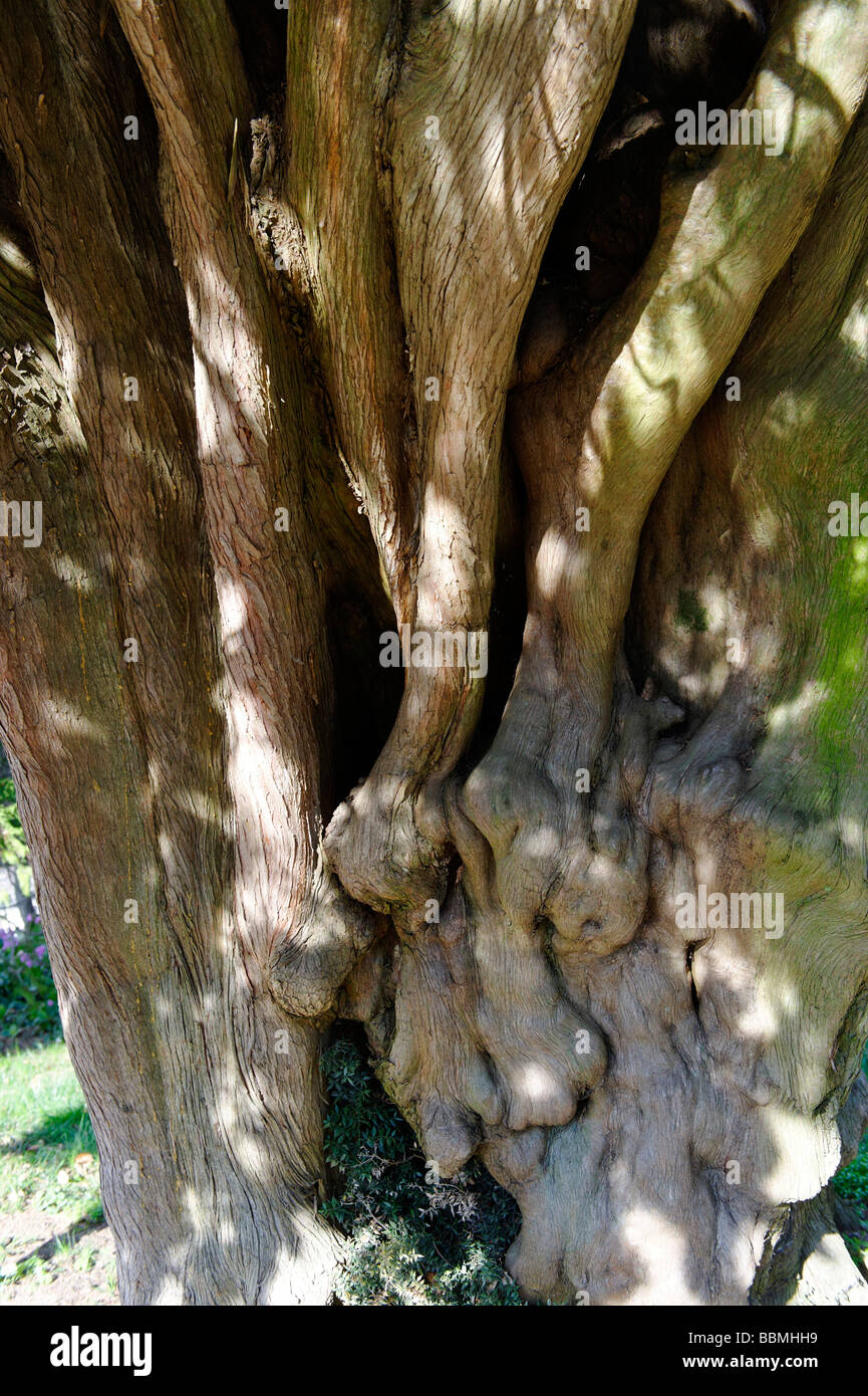Cypress, 420 years old, La Rocca Bernarda, Friuli-Venezia Giulia, Italy, Europe Stock Photo