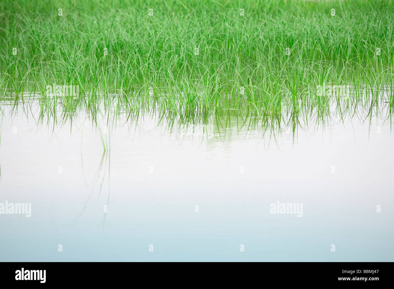 Grass growing in water Stock Photo Alamy