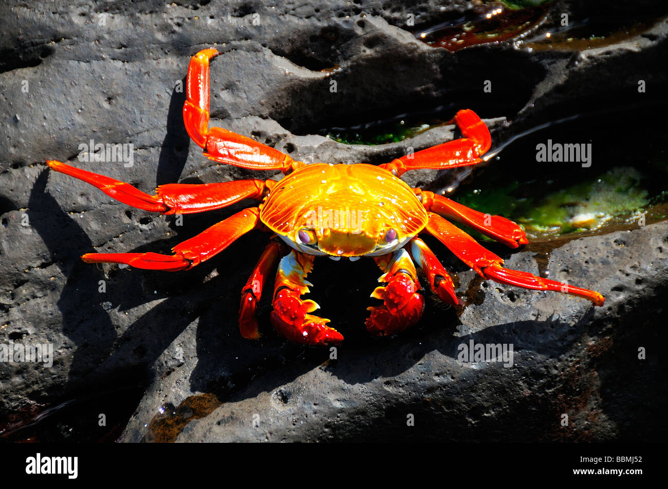 A crab on the Galapagos Islands Stock Photo - Alamy