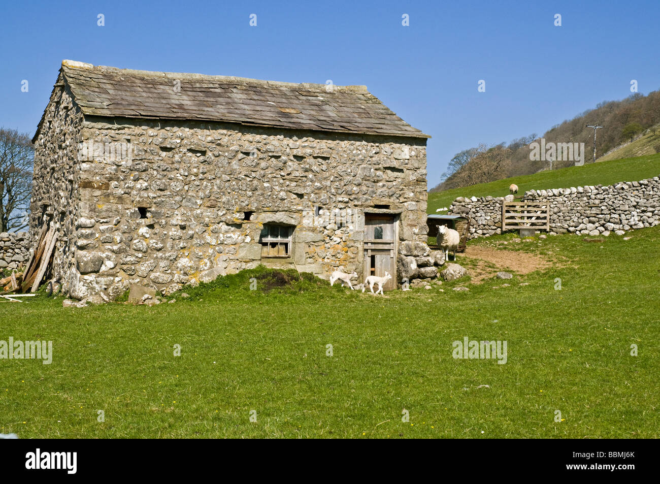 dh  WHARFEDALE NORTH YORKSHIRE Stone field barn Yorkshire Dales National Park farm building uk spring animal Stock Photo