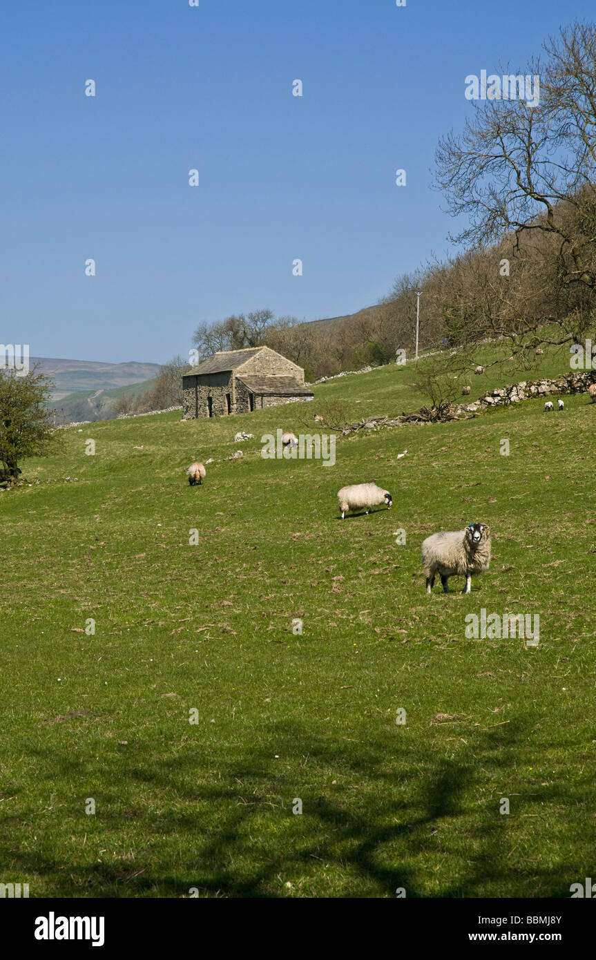 dh Yorkshire Dales National Park WHARFEDALE NORTH YORKSHIRE Sheep field and stone barn animal farming uk farmlands Stock Photo