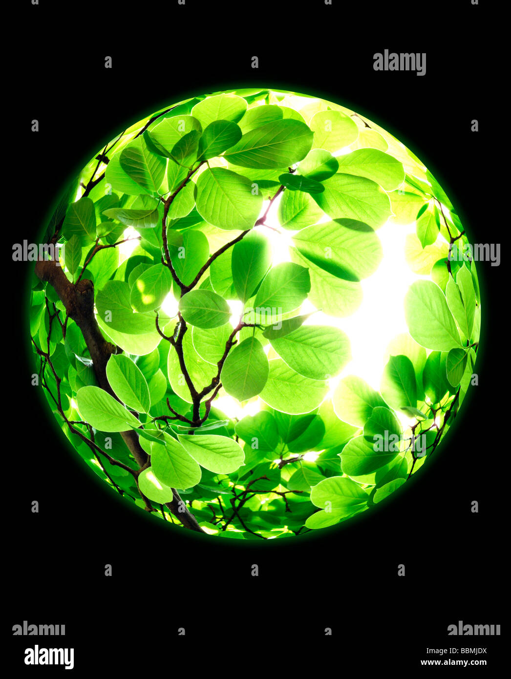 Angle of view tree hi-res stock photography and images - Alamy