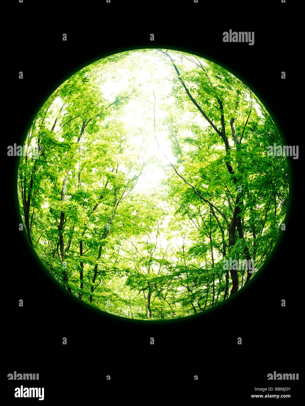 Low angle view forest hi-res stock photography and images - Alamy