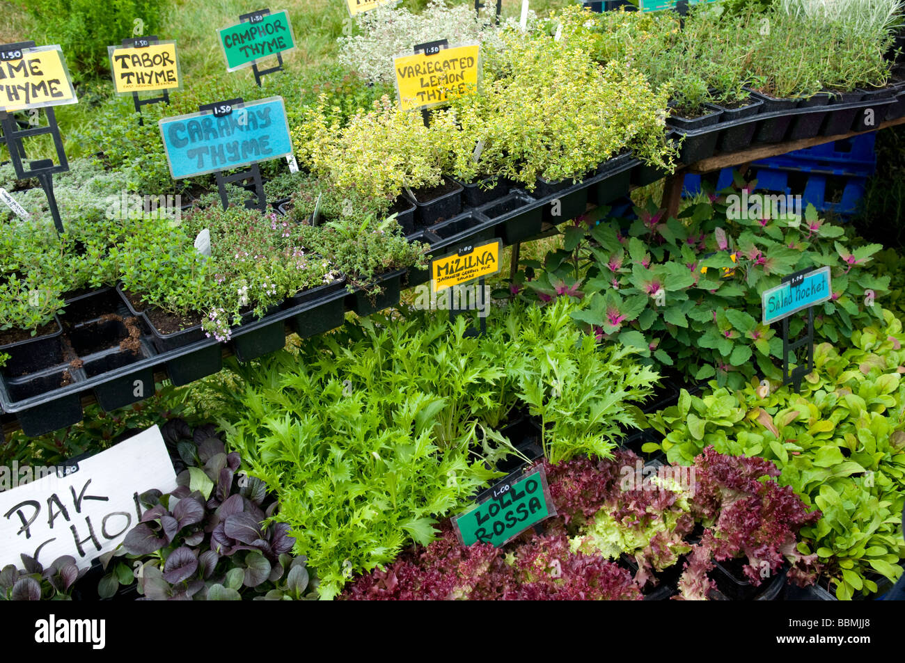 Various herb plants for sale on market stall, Cambridge Strawberry fair