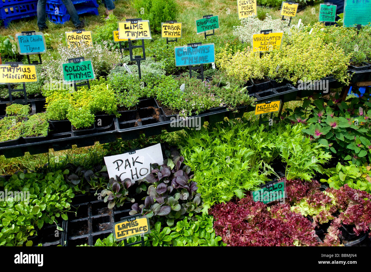 Various herb plants for sale on market stall, Cambridge Strawberry fair