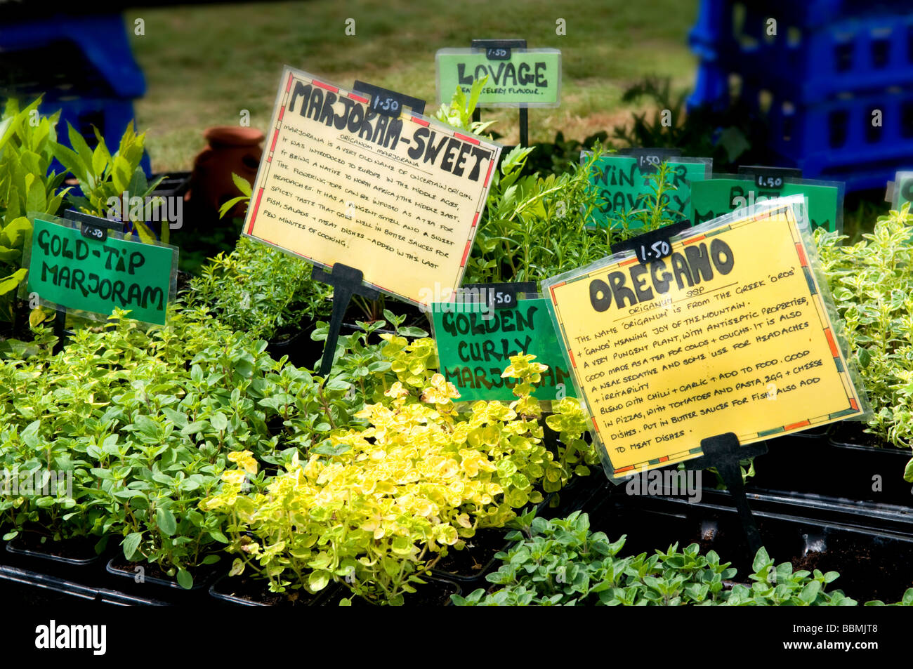 Local Herb Plants For Sale at Peggie Howard blog