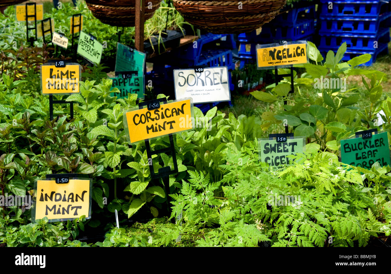 Various herb plants for sale on market stall, Cambridge Strawberry fair