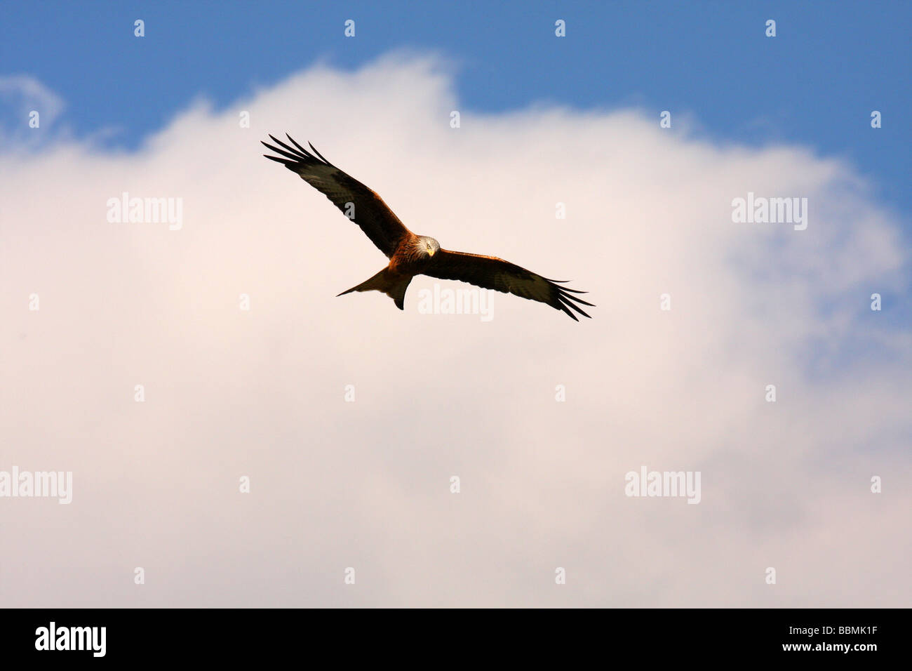 The Red Kite or Milvus milvus,Mid Wales has the greatest density and diversity of birds of prey. Stock Photo