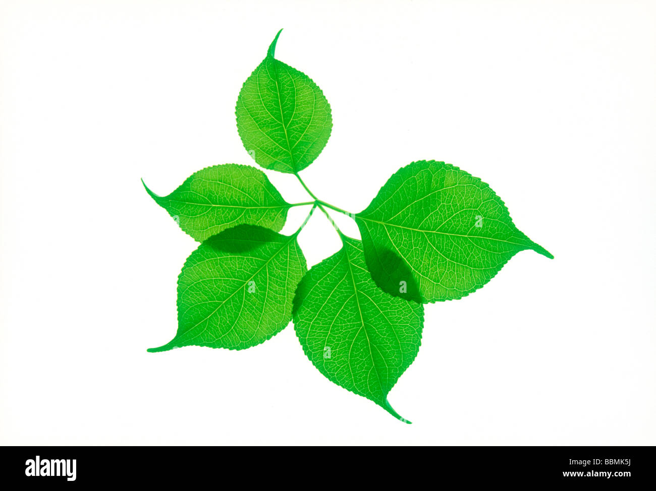 View of a stem with green leaves Stock Photo - Alamy