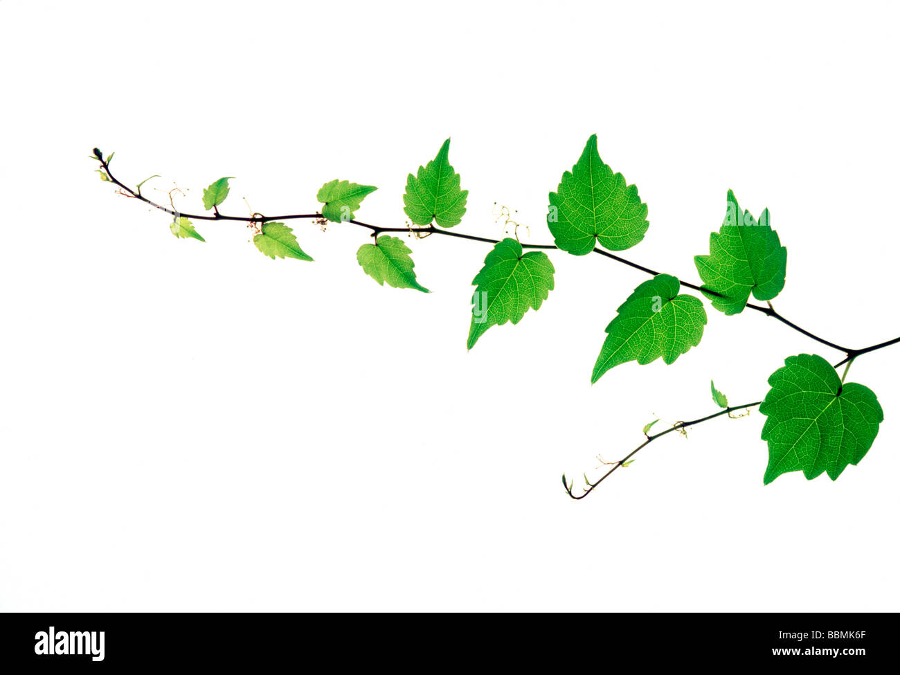 View of a stem with green leaves Stock Photo - Alamy
